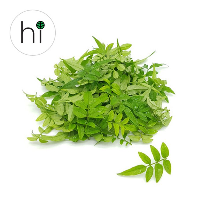 허브아이 자스민 100잎, 100개입, 1개, 10g