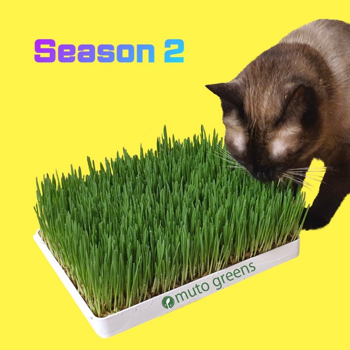 고양이그리니즈 [시즌2] 뮤토 점보 캣그라스 생화 (대용량) 고양이 풀 강아지 풀 도그그라스, 귀리