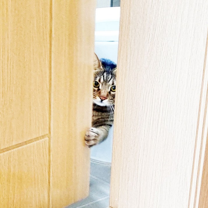 방문 펫도어 [고양이 자동문] 반려동물 스스로 여닫는 신개념 캣도어 강아지 고양이 여닫이문
