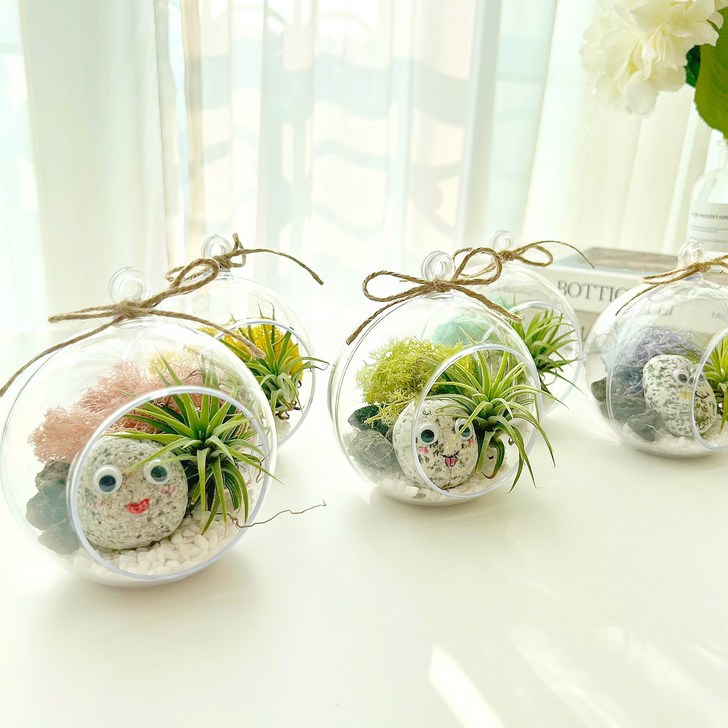 이오난사 애완돌 테라리움 diy 키트 원예 치료 미술 단체, 4.하늘이끼, 1개