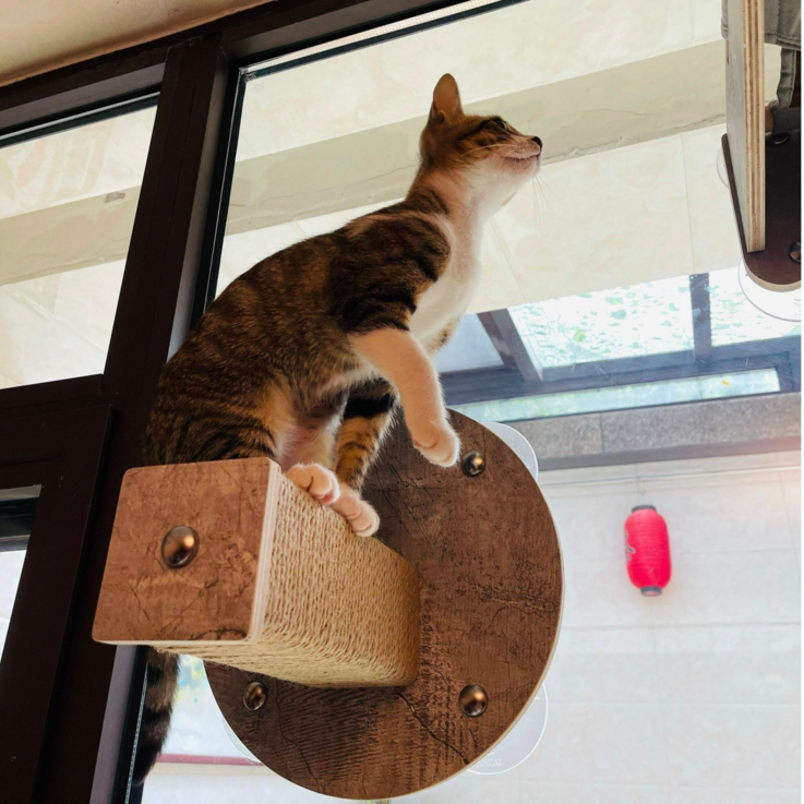 헤라우스점핑 고양이 일광욕 창문 캣타워 투명 해먹 캣워크 캣워커 캣폴, 창문 캣폴 소형 20230315
